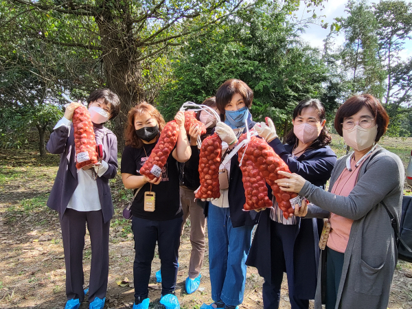 지난해 10월 5일 로컬푸드 산지투어 참가자들이 음암면 농가를 방문해 밤줍기 체험하는 모습,