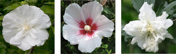 무궁화 꽃(목근화, 木槿花)