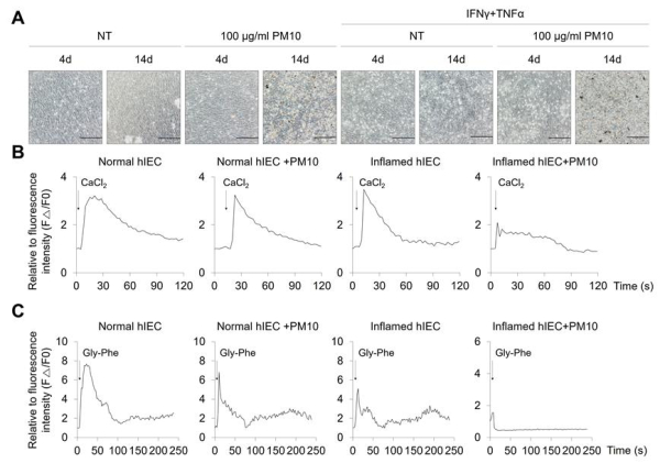 인간 전분화능줄기세포 유래 2차원 장 상피세포 모델을 통해 미세먼지에 노출된 장의 기능 저하가 확인됐다.