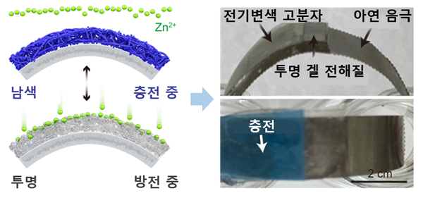 충전시 남색 방전시 투명하게 바뀌는 고분자가 양극으로 이뤄진 전기변색 아연이온전지.