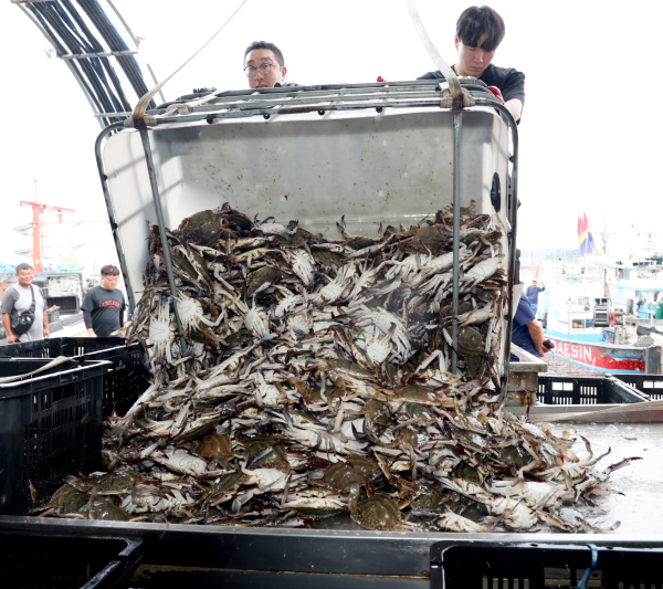 21일 안면읍 백사장항 위판장의 꽃게 모습.