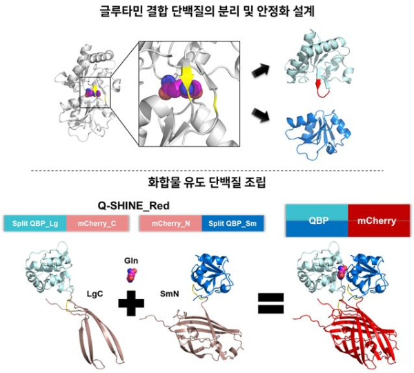 단백질 분리 및 안정화 설계를 통한 ‘화합물 유도 단백질 조립’ 원리의 Q-SHINE 센서 개발 모식도
