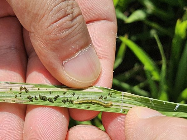 혹명나방 유충 피해 사진