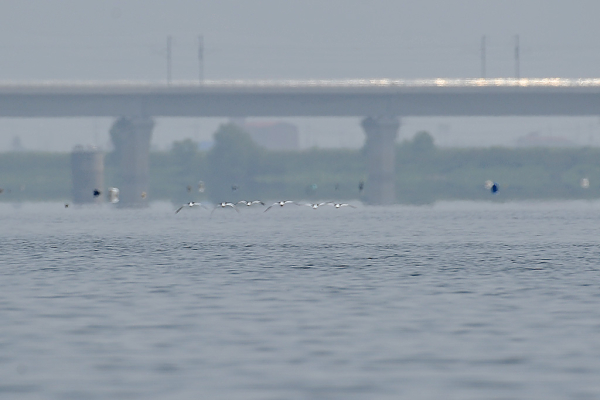 검은머리물떼새