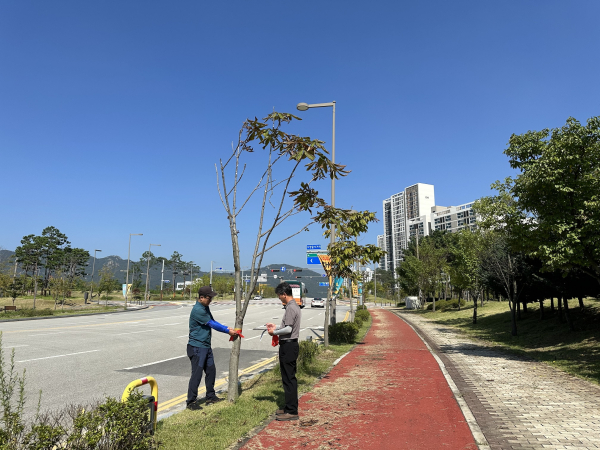 내포신도시 수목 교체 조사