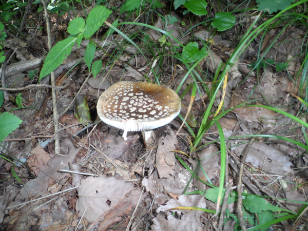 마귀광대버섯(독버섯)