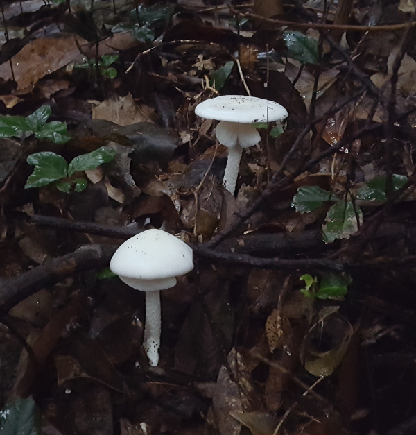 독우산광대버섯(독버섯)