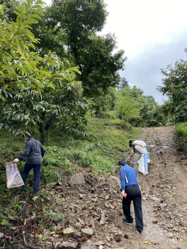 ‘알밤 줍기 체험행사’ 운영 모습