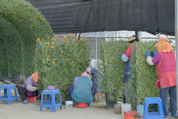 국화조형물 작업 모습