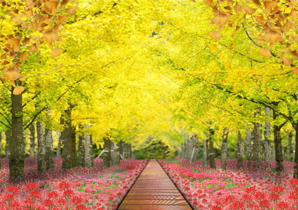 대청호 천년의 숲 조성 이미지