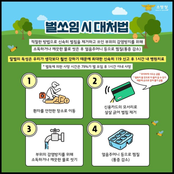 성묘철 벌 쏘임 사고 대처와 예방법 안내
