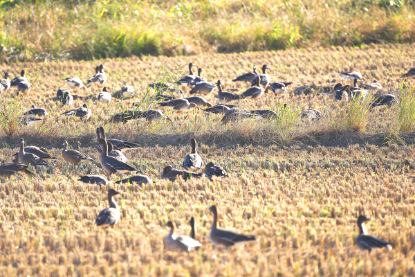천수만에 도래한 기러기류 모습