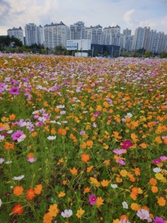 갑천친수구역 꽃단지