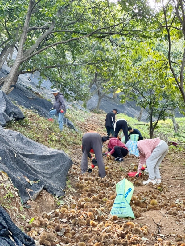 사곡면 세종시 보람동과 이통장단 알밤봉사 모습