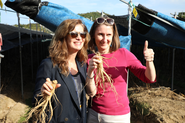 인삼캐기 체험여행 프로그램