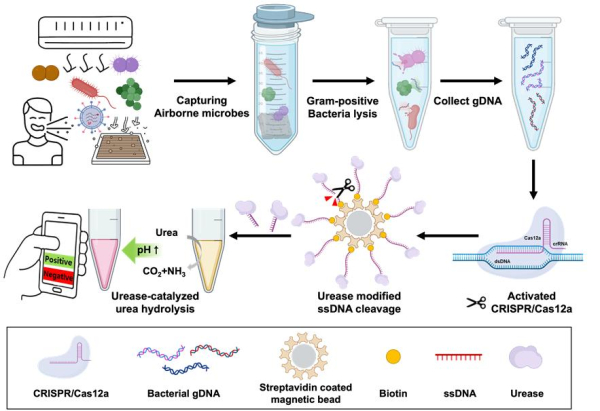 공기 중 병원성 박테리아 현장 진단 플랫폼 모식도