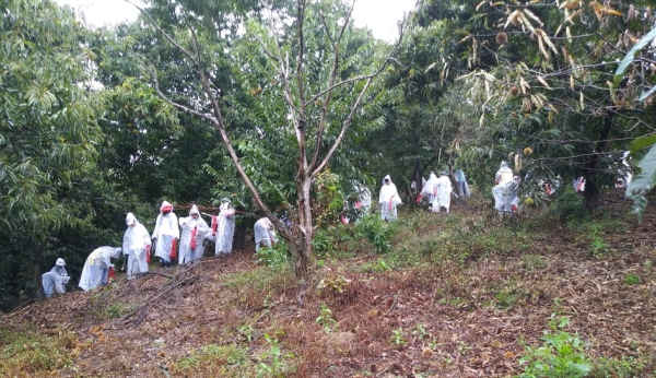 알밤 줍기 체험 행사 진행 모습