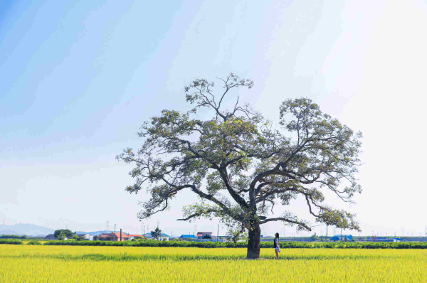 우강면 팽나무 모습