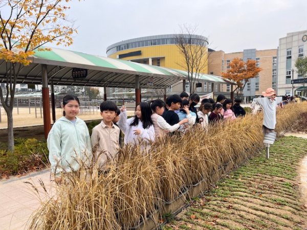 연양초 벼 추수행사 모습