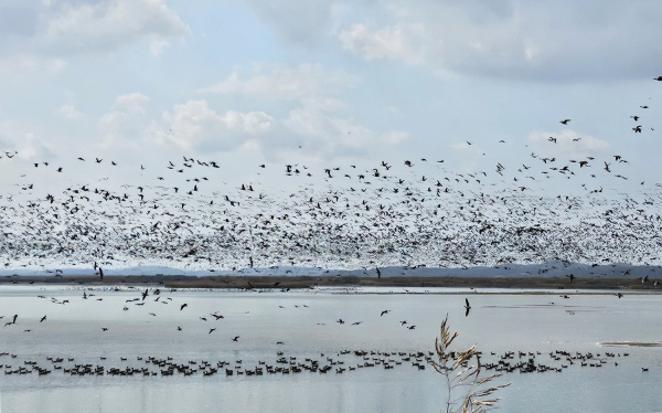 지난 28일과 29일 서산버드랜드일원세어 열린 철새기행전 모습