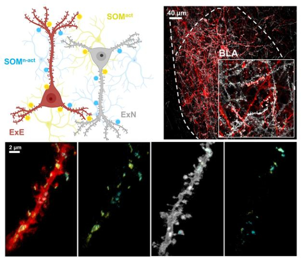 기저외측편도체 내의 시냅스 표지