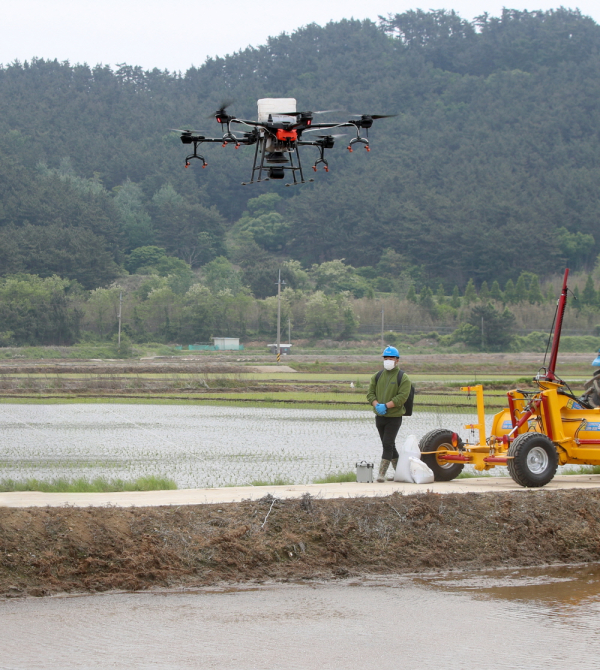 근흥면 정죽리에서 한 농업인이 드론을 활용해 직파용 볍씨를 살포하는 모습.