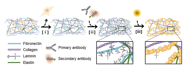 세포외기질에 항체 기반 생체 형틀법을 적용한 모식도, [ⅰ] 탈세포화 과정 [ⅱ] 피브로넥틴을 표적화하는 항체 염색 과정