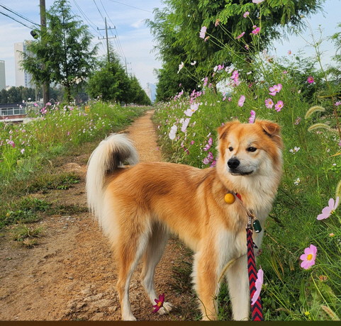 착한펫 콩떡이 사진