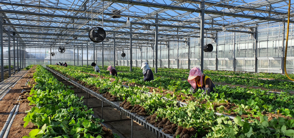 충남도 육성 딸기우량묘 분양 실시