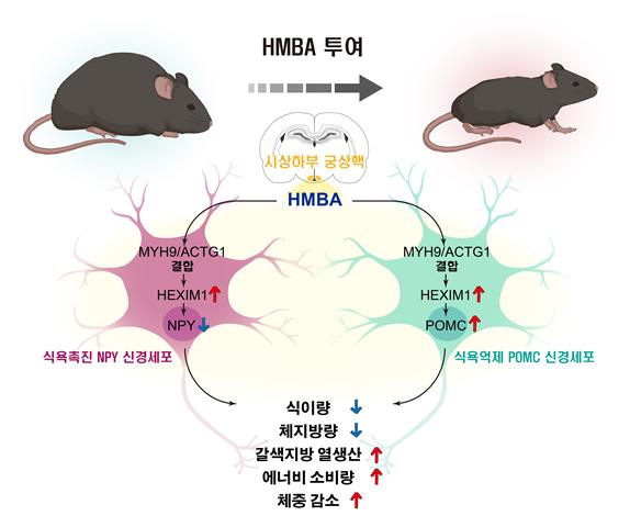 HMBA의 대사조절 기전 모식도