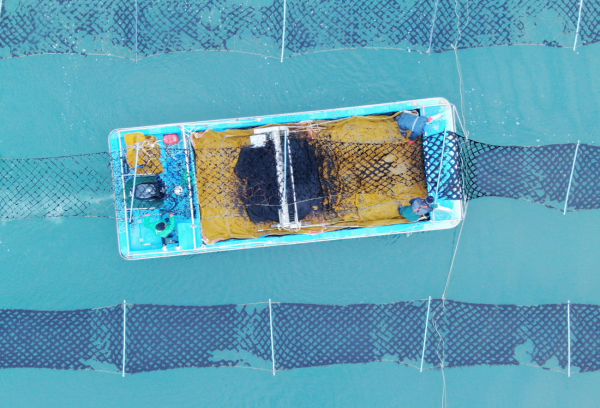 남면 진산어촌계 어민들이 5일 김을 재배하는 모습.