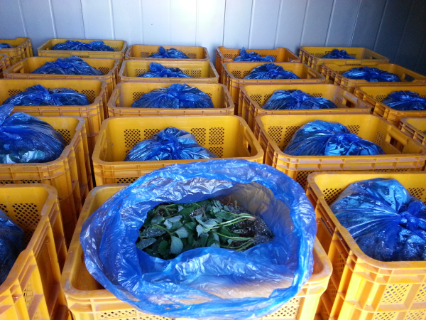 딸기묘 저온저장(영하 2도)