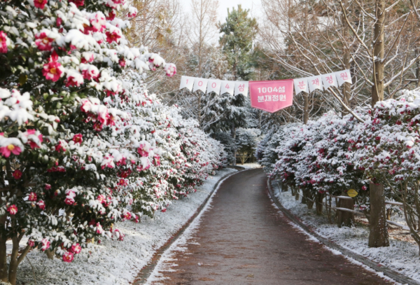 압해도 1004섬 분재정원