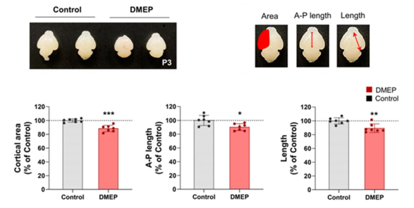 마우스의 뇌의 사진 및 대뇌피질 크기 비교 그래프