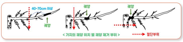 과수화상병