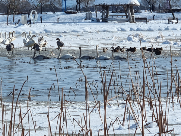 ‘겨울 진객’큰 고니