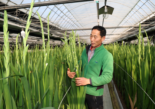 태안읍 평천리의 한 화훼농가에서 글라디올러스를 재배하는 모습(23. 12. 27.).