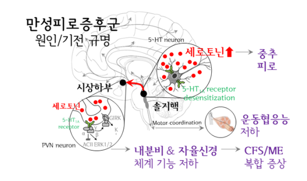그림 1. 세로토닌 과활성의 만성피로증후군 병인학적 기전 요약