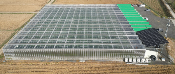 스마트팜 온실 전경