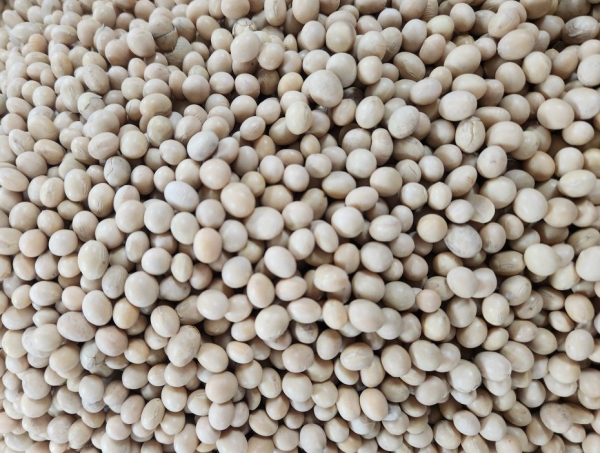실수요업체 콩 원물 사진