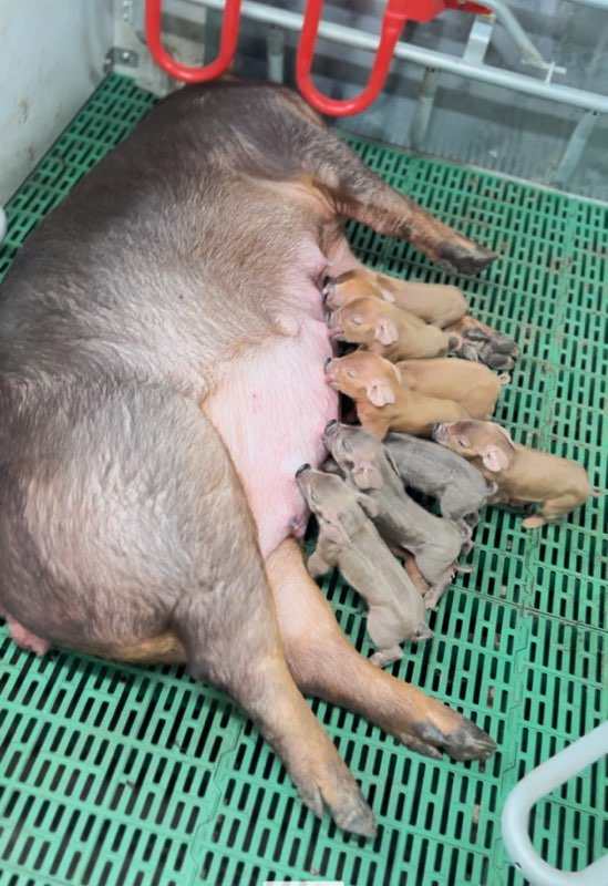 예산군 호은팜스 농장 내부