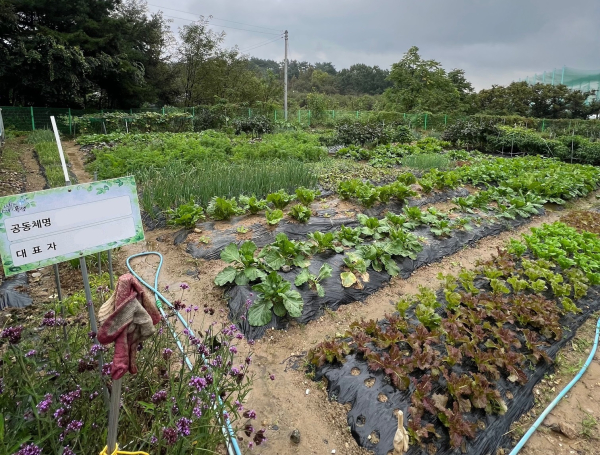유성구 도시농업 공동체 텃밭 농장 전경