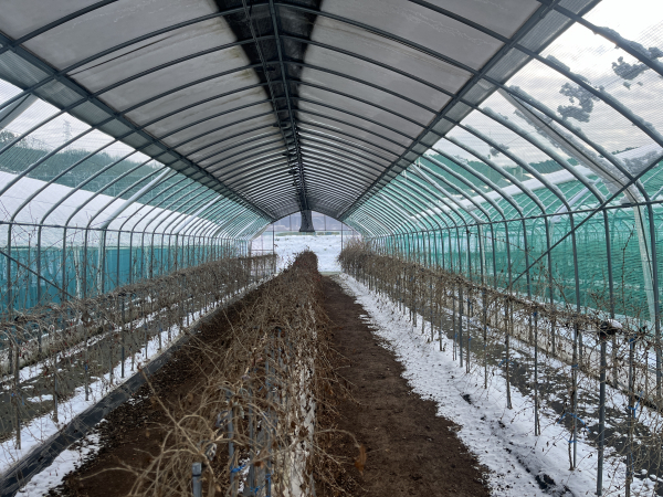 동절기 구기자 비가림시설 관리 방법