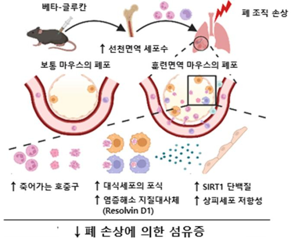 베타-글루칸에 의한 훈련면역이 마우스의 폐 섬유화를 완화시키는 기전