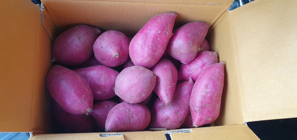 당진호풍 고구마 사진