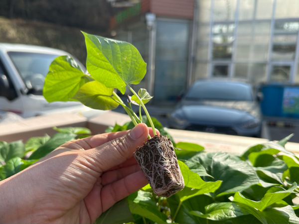 ‘당진호풍’ 조직배양묘