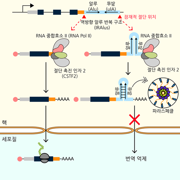 역방향 알루 반복 구조로 인한 유전자 발현 조절 기전 모식도