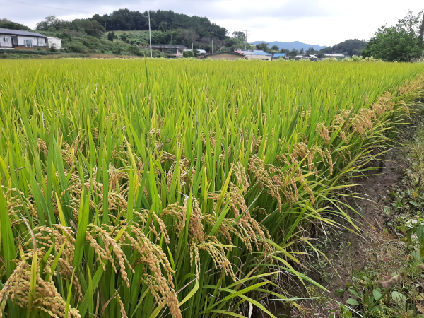 벼 자료사진