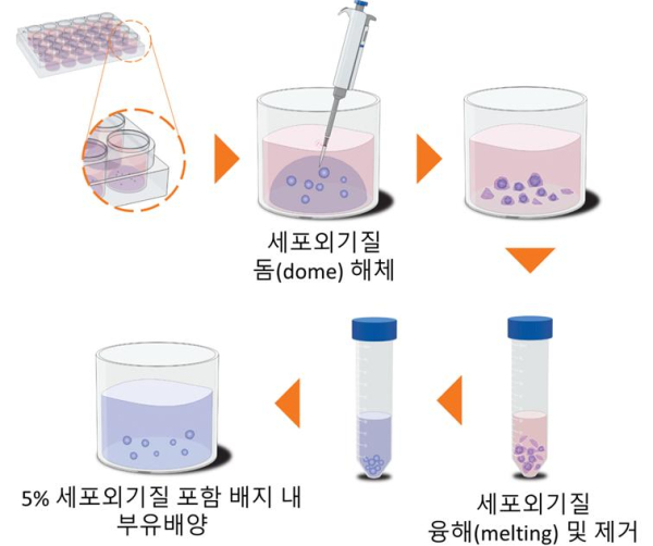 KRISS가 개발한 간 오가노이드 부유 배양법