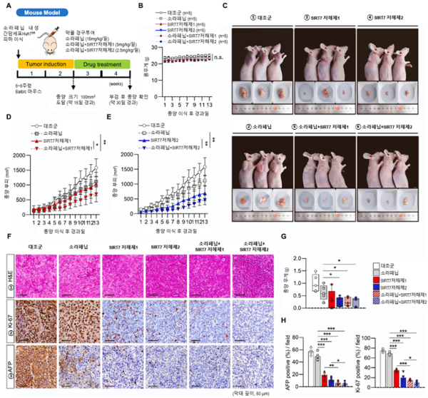 SIRT7 저해제 투여에 따른 항암 효능